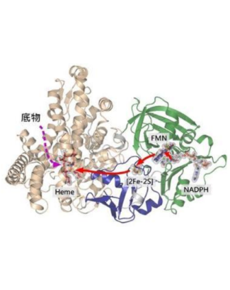 P450 monooxygenase