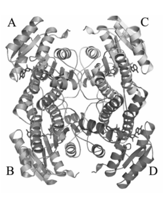 Penicillin G Amidase